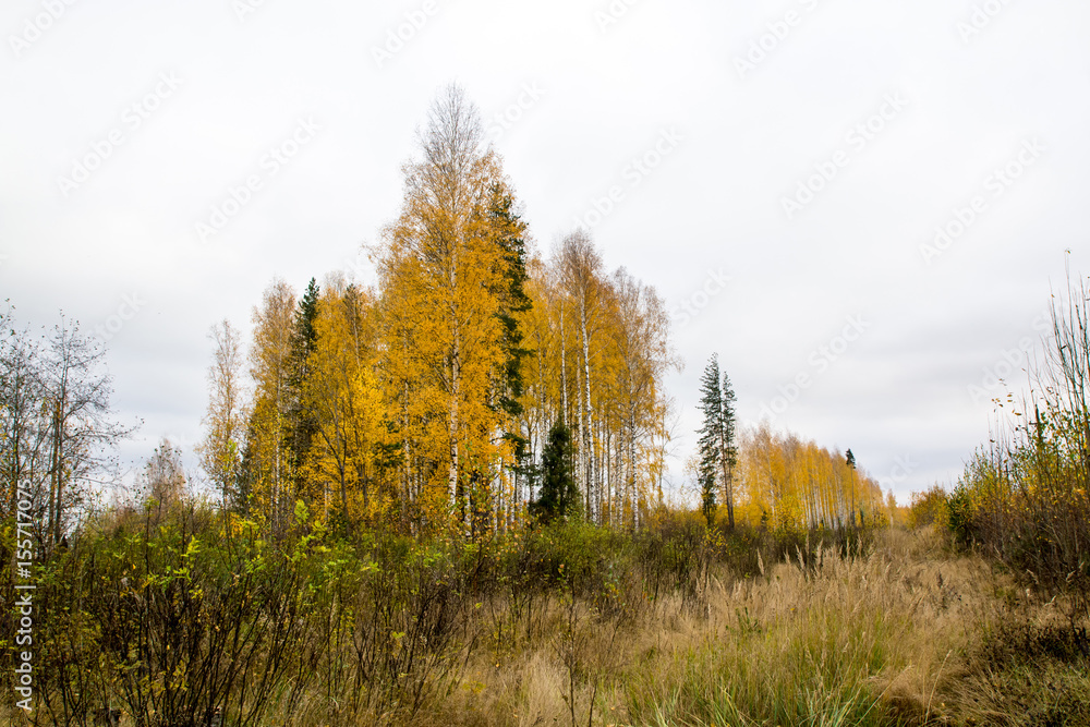 Fototapeta premium Forest and tree in a nice day