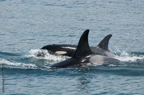 Two Orcas © Rick