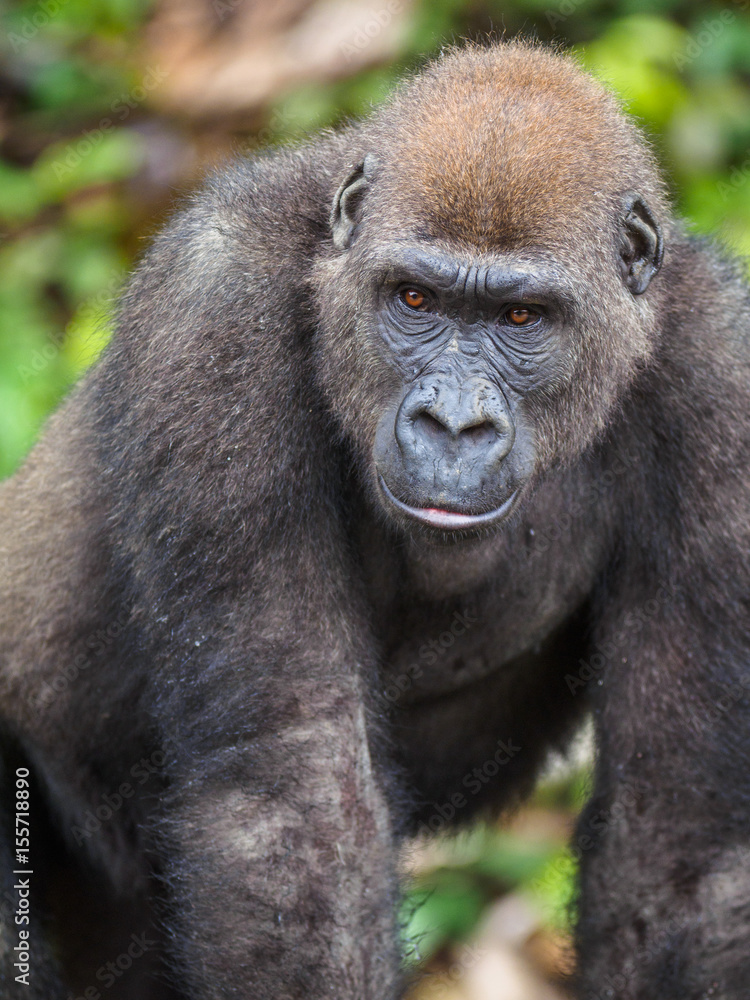 Obraz premium Gorilla in the African jungle Gabon (Gorilla gorilla)