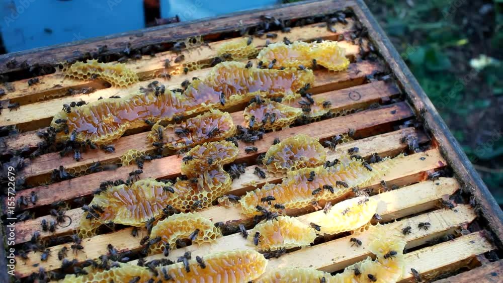 Beekeeper checking a beehive to ensure health of the bee colony or collecting honey. Healthy lifestyle Beekeeper checking a beehive to ensure health of the bee colony or collecting honey. Healthy lifestyle