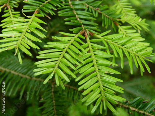 Weiß-Tanne - Abies alba - Nadeln alt und jung am Zweig