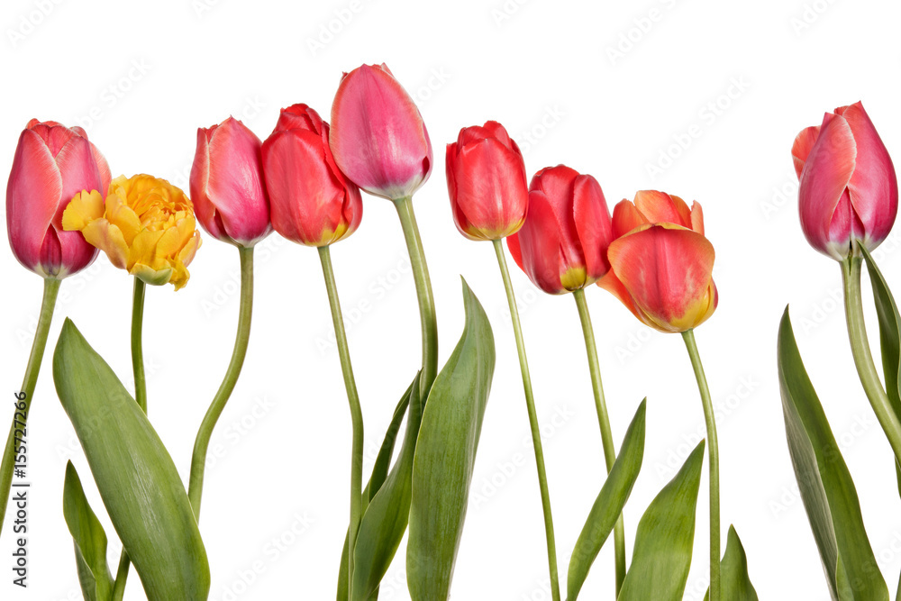 Row of beautiful colorful tulip isolated on a white background