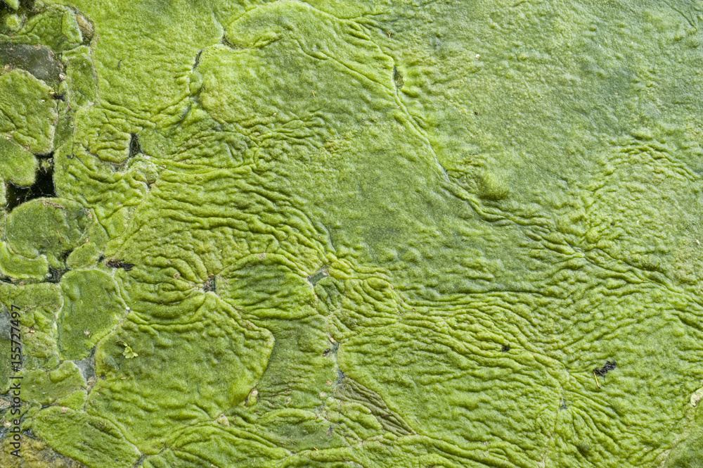 Algenteppich auf einem See