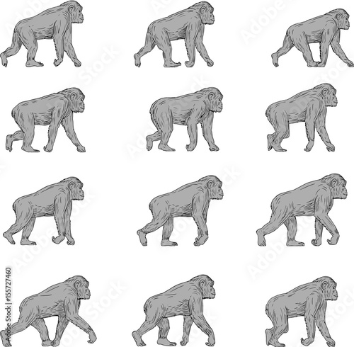 Chimpanzee Walking Cycle Collection Set