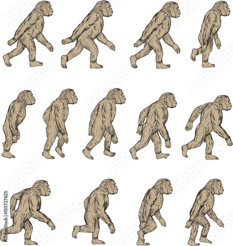 Homo Habilis Walking Cycle Collection Set