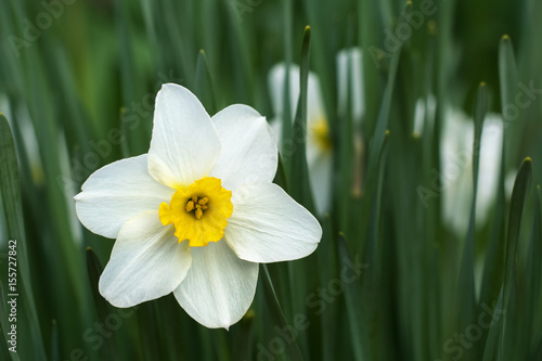 Fototapeta Naklejka Na Ścianę i Meble -  White narcissus flower, close-up outdoors