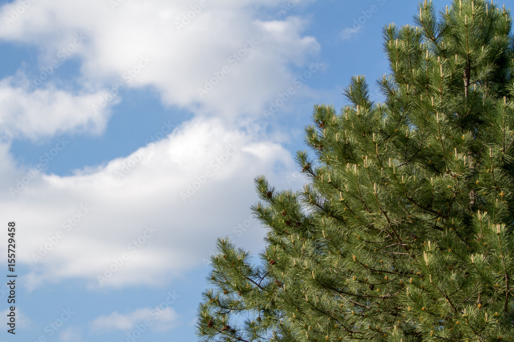 Part of the spruce against the white blue sky. Part of the spruce against the white blue sky.