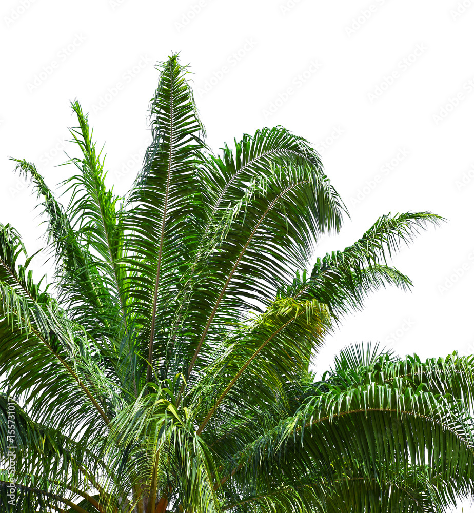leaf of palm or coconut tree isolated on white background leaf of palm or coconut tree isolated on white background