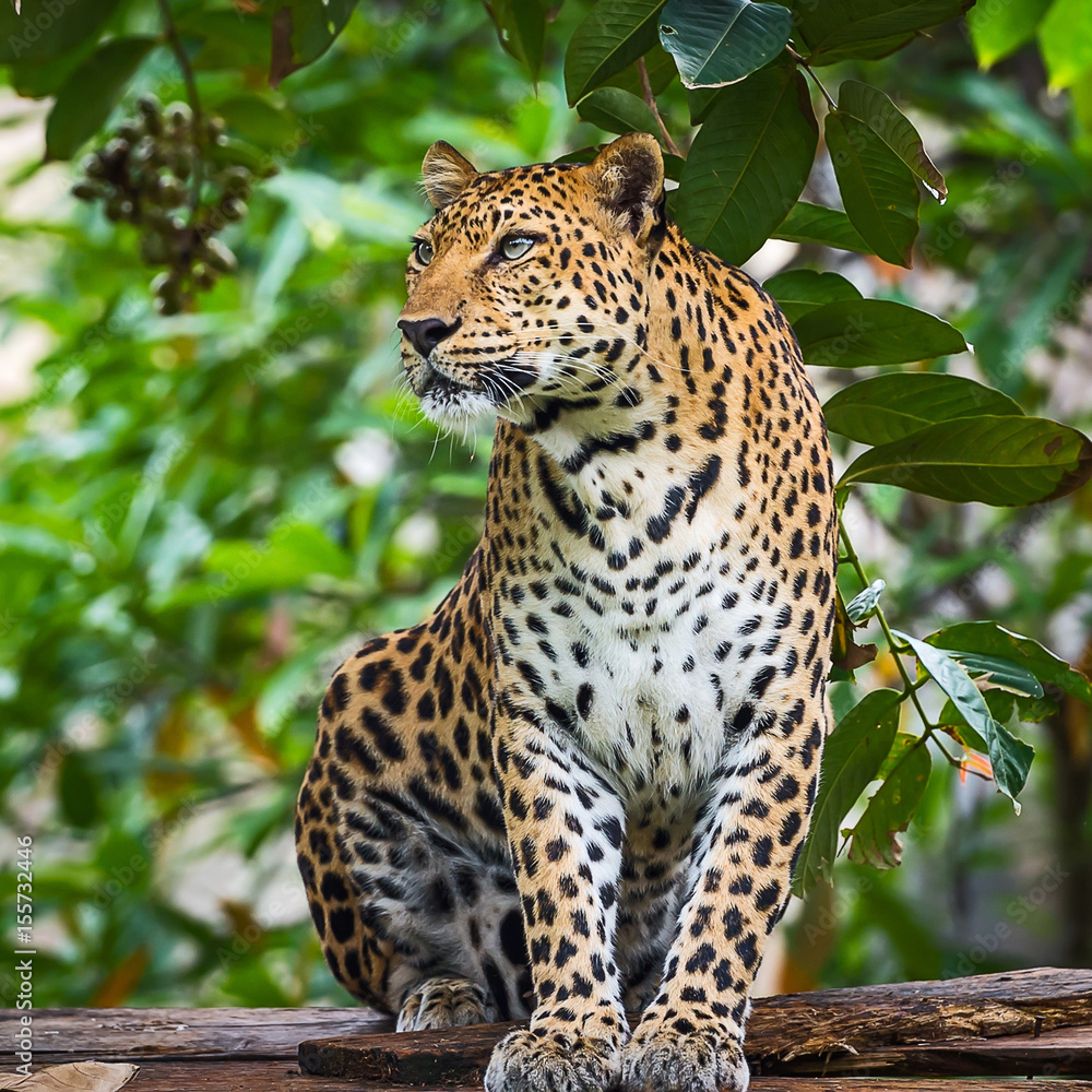 Leopard Leopard