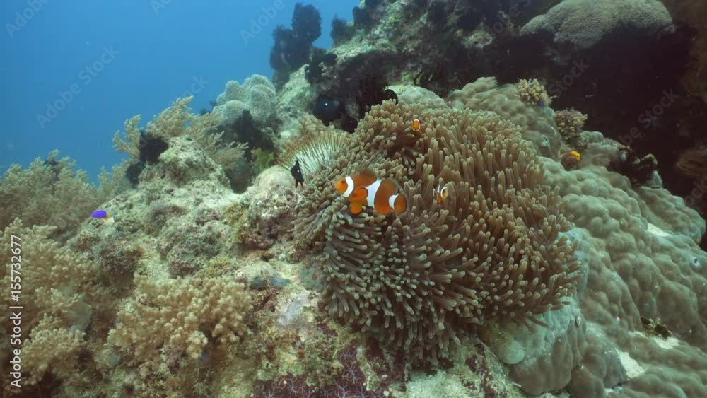 Fish and coral reef. Tropical fish on a coral reef. Wonderful and beautiful underwater world with corals and tropical fish. Hard and soft corals. Diving and snorkeling in the tropical sea. Travel Fish and coral reef. Tropical fish on a coral reef. Wonderful and beautiful underwater world with corals and tropical fish. Hard and soft corals. Diving and snorkeling in the tropical sea. Travel
