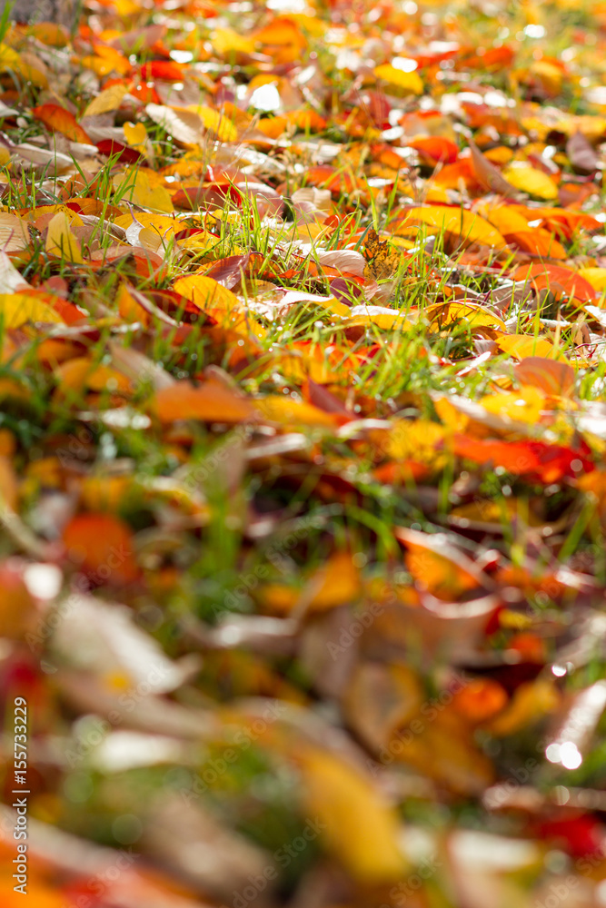 Autumnal forest floor with foliage Autumnal forest floor with foliage