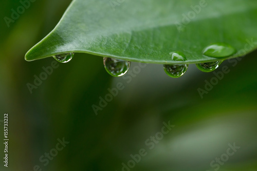 water dew drop on green leaf nature