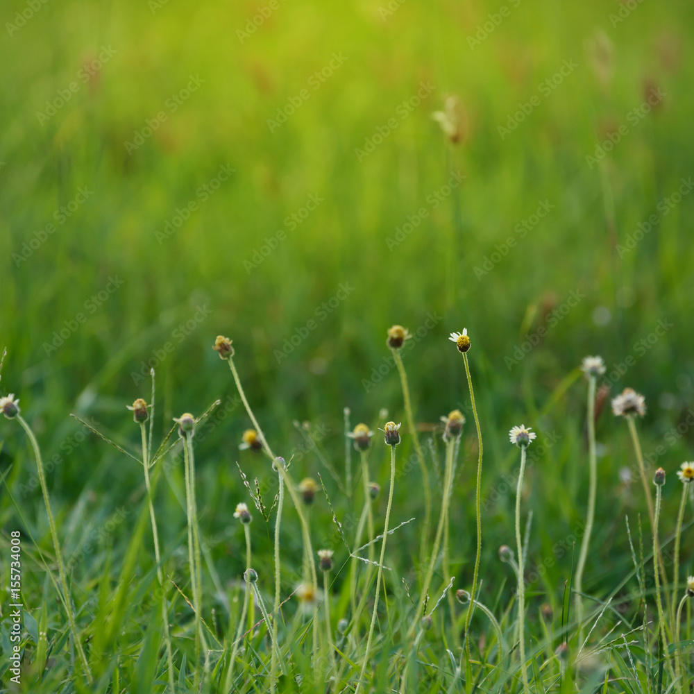 green grass flower field