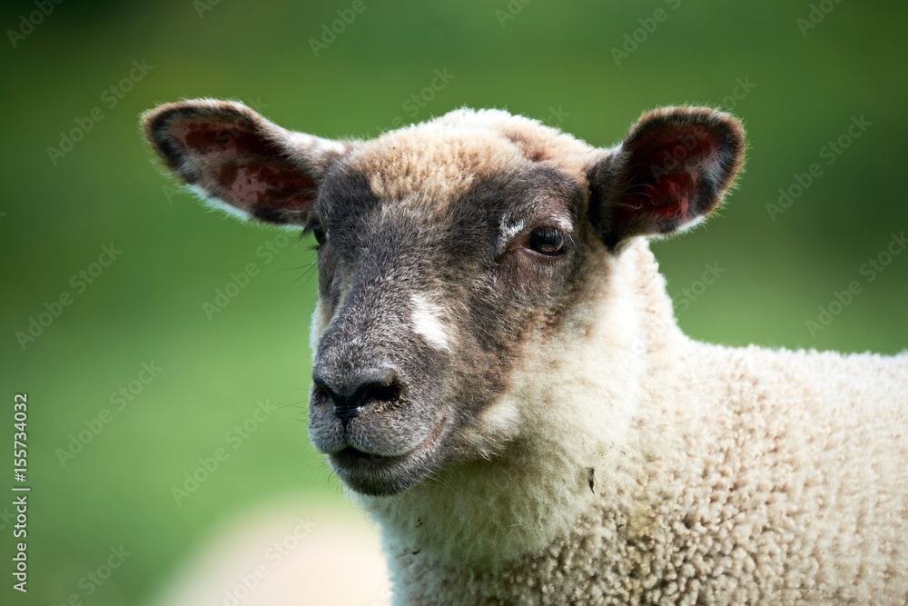 welsh sheep, black head, in Brecon Beacons National Park welsh sheep, black head, in Brecon Beacons National Park