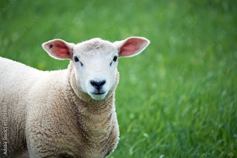 welsh lamb in Brecon Beacons National Park welsh lamb in Brecon Beacons National Park