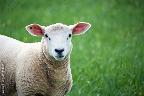 welsh lamb in Brecon Beacons National Park