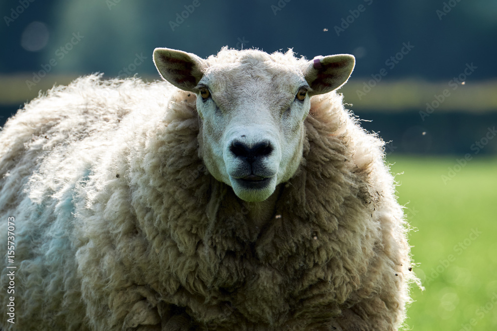 Fototapeta premium Sheeps, close up of a welsh sheep in Brecon Beacons National Park