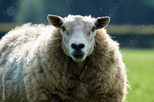 Sheeps, close up of a welsh sheep in Brecon Beacons National Park photo