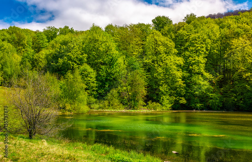 mountain lake among the forest