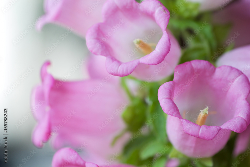 group of pink campanula medium close up group of pink campanula medium close up