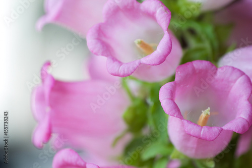 group of pink campanula medium close up