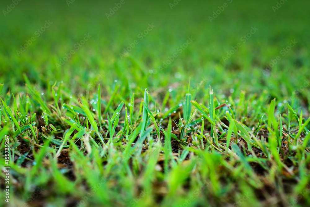 Abstract natural backgrounds green grass, selective and soft focus. Abstract natural backgrounds green grass, selective and soft focus.