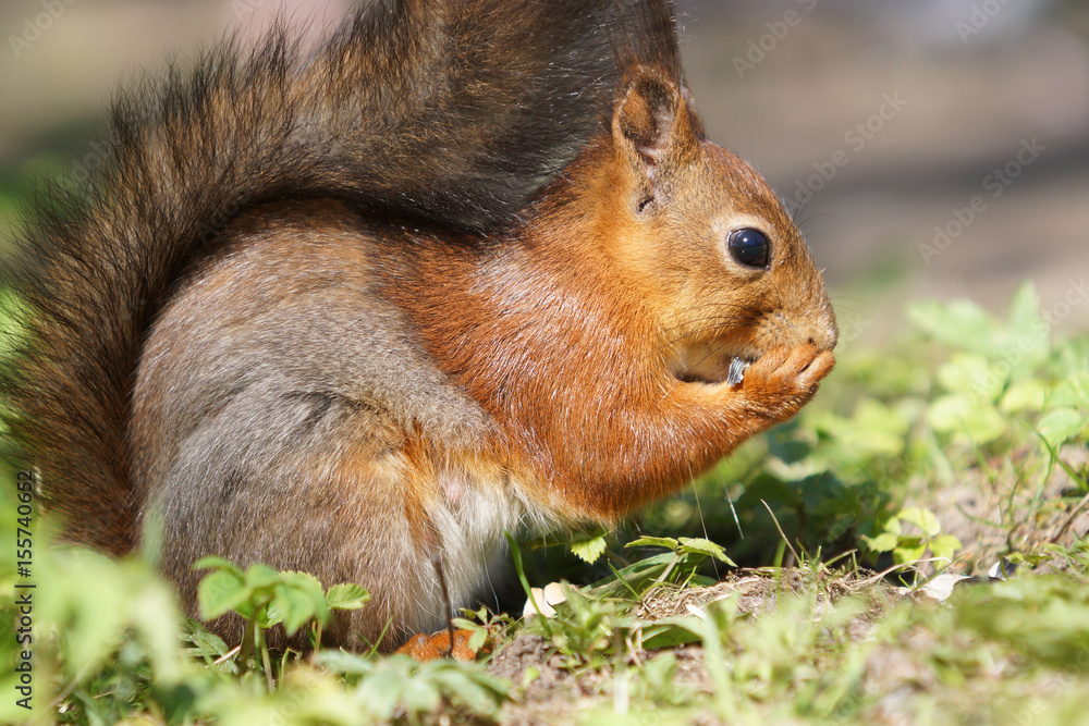 Fototapeta premium Close up view of red squirrel eats seed on grass