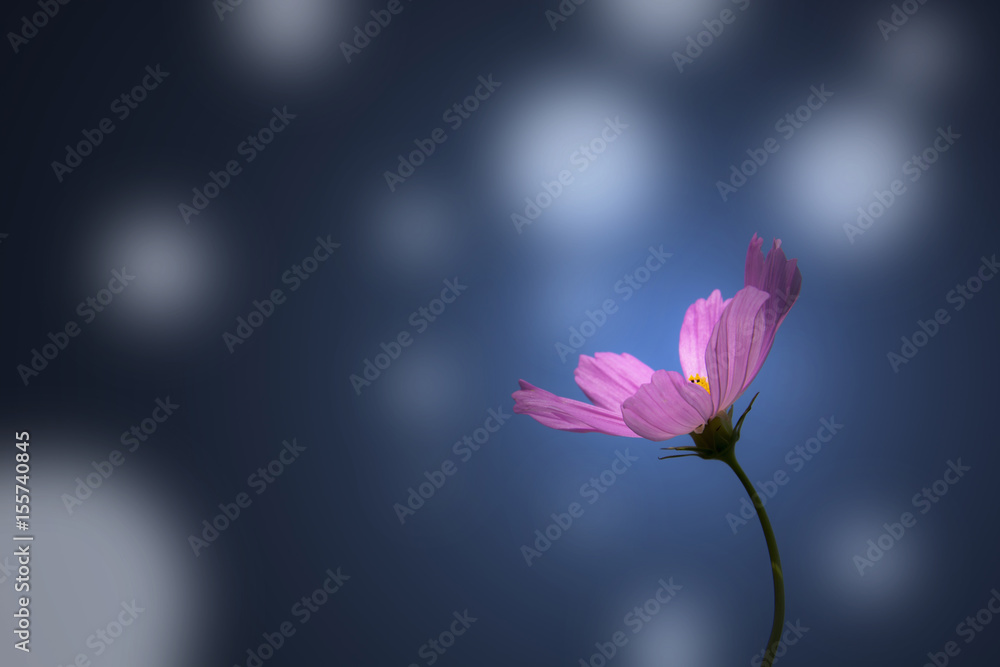 Soft focus of one pink cosmos flower blooming (Cosmos Bipinnatus) with white bokeh in blue tone background, selective focus Soft focus of one pink cosmos flower blooming (Cosmos Bipinnatus) with white bokeh in blue tone background, selective focus