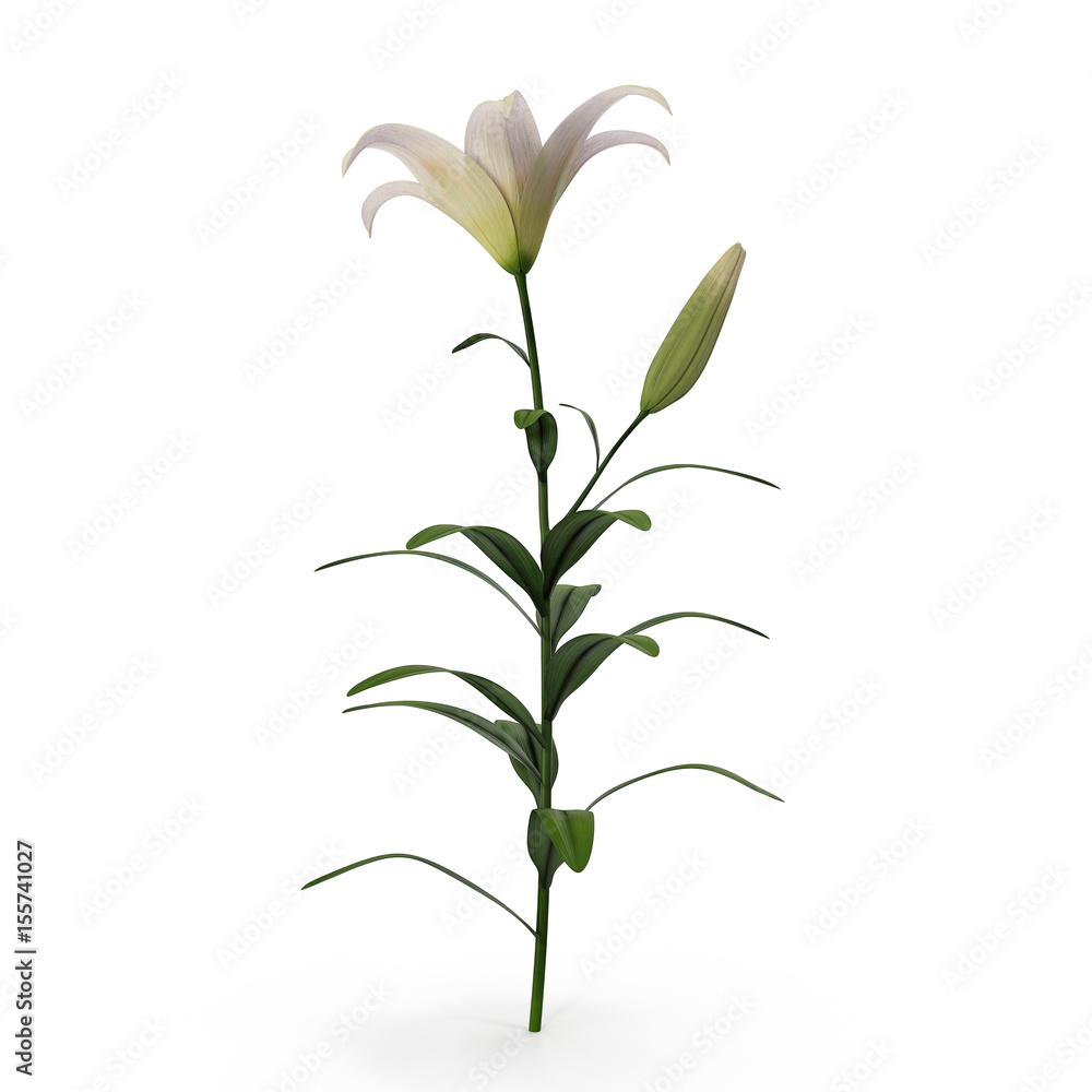 White Lily on white. 3D illustration