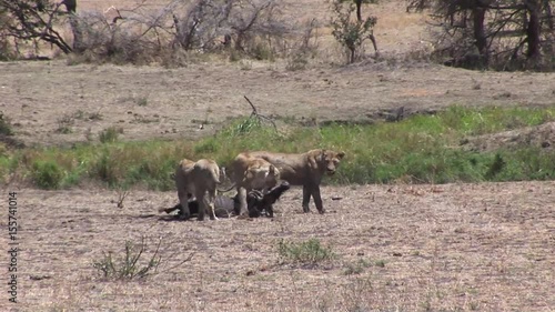 Lion wild dangerous mammal africa savannah Kenya