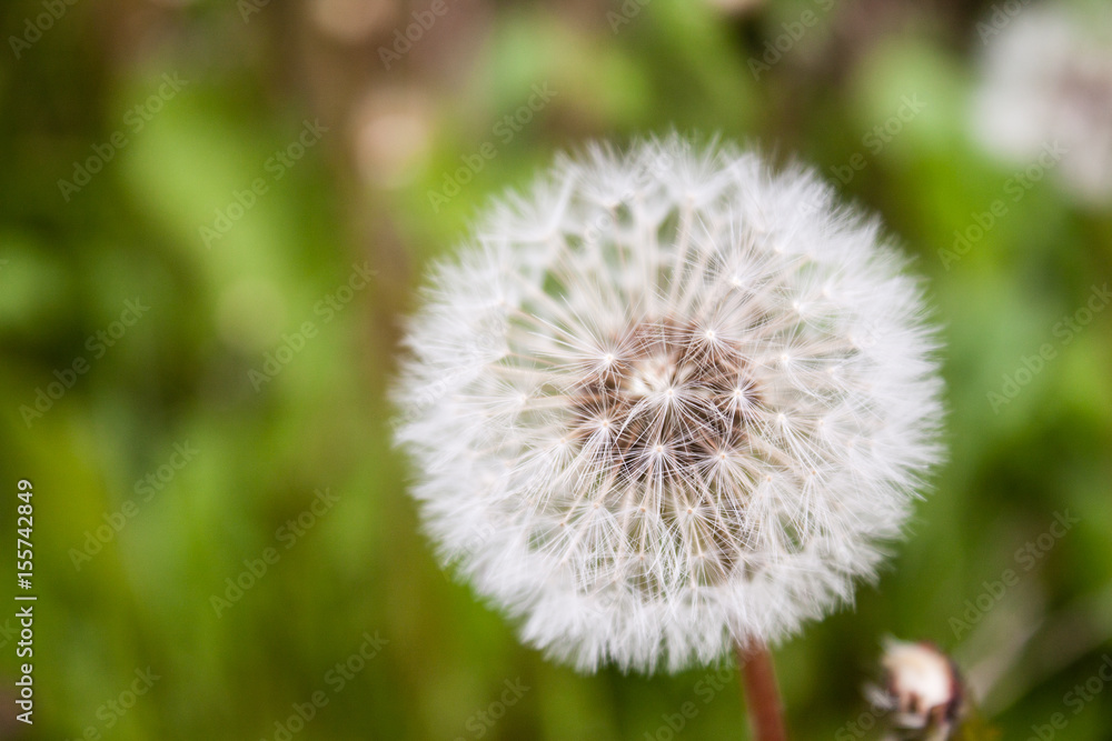 Beautiful soft dandelion head in the lawn in morning dew