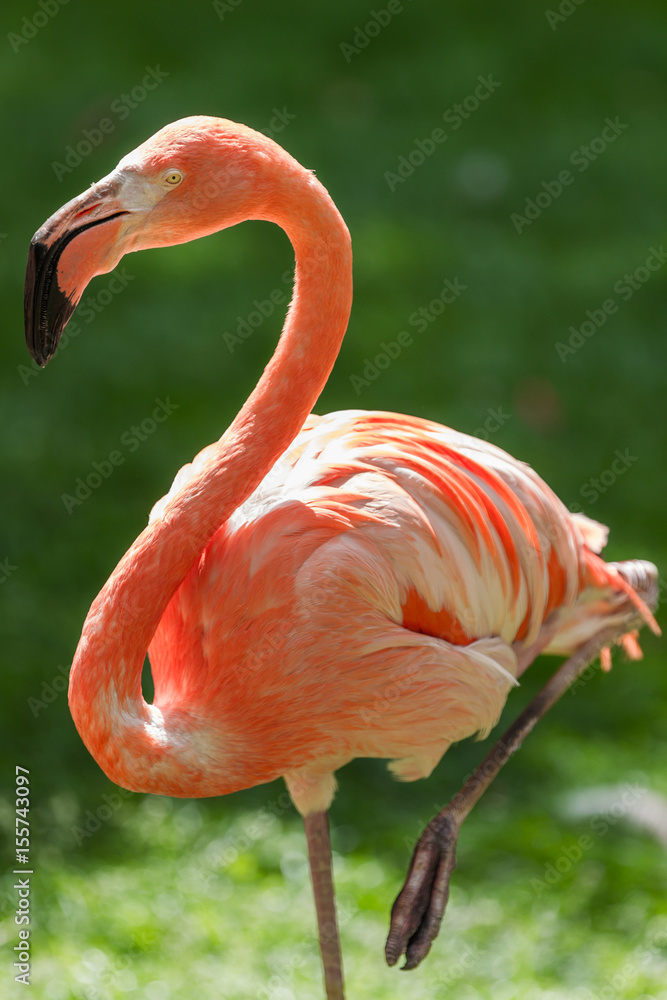 Obraz premium flamant rose