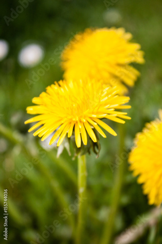 Beautiful fresh yellow dandelion in morning dew