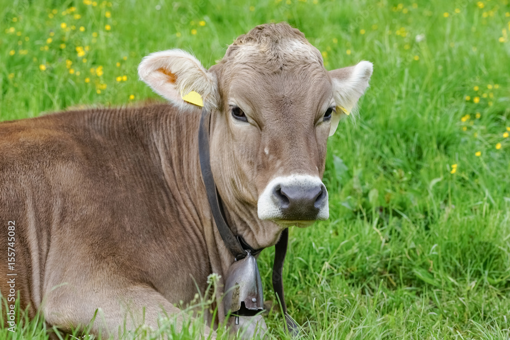 Braunvieh-Kuh mit Glocke liegt  auf einer Bergwiese, Bildausschnitt