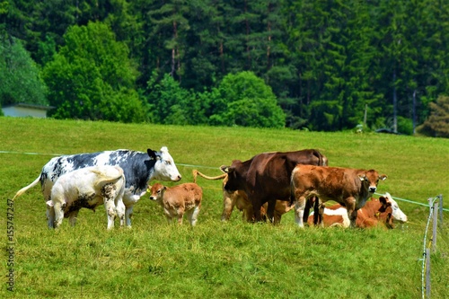 Kühe auf Wiese