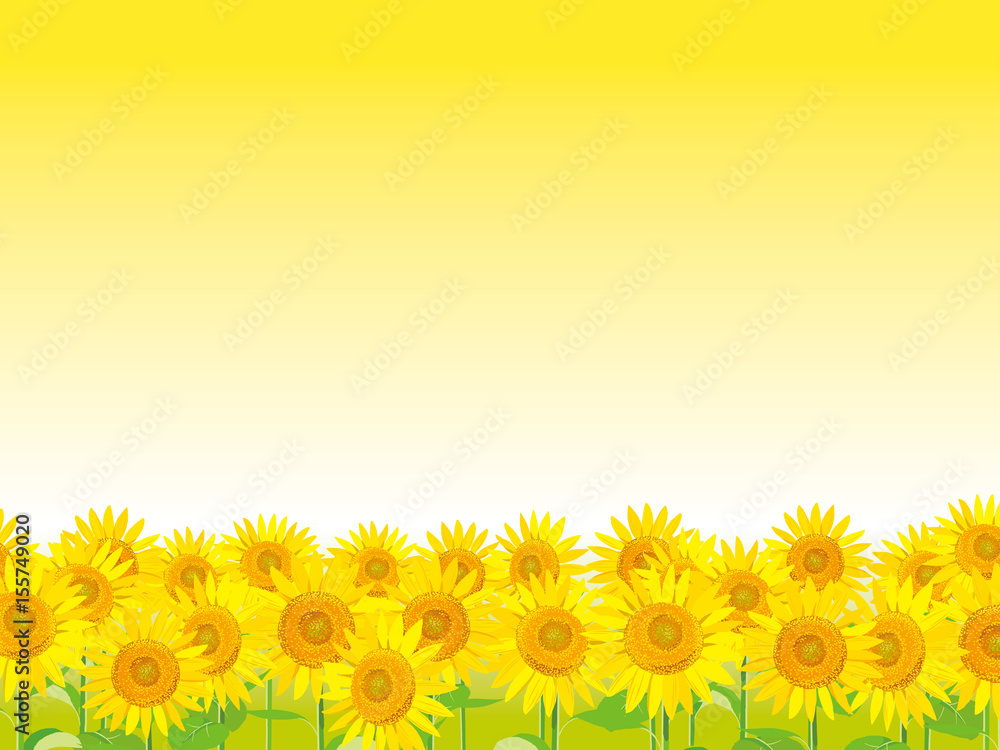 Fototapeta premium ひまわり畑 イラスト