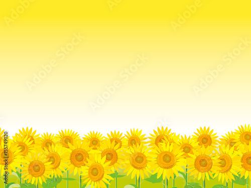 Fototapeta Naklejka Na Ścianę i Meble -  ひまわり畑　イラスト