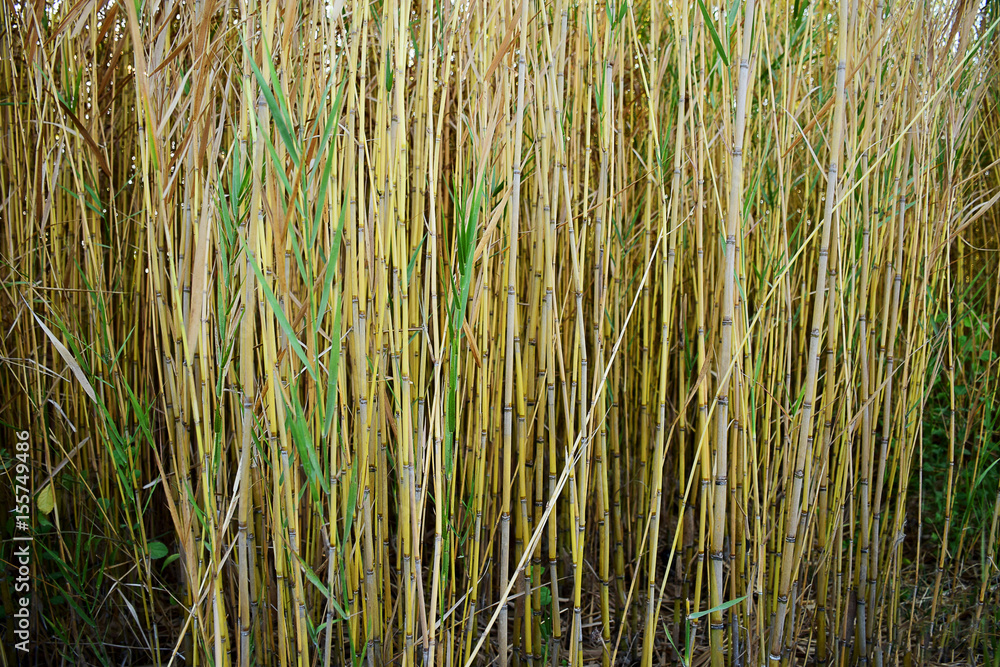 Reed fields for background Reed fields for background