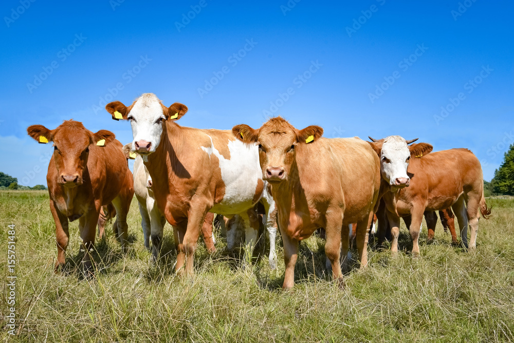 Gruppe von Galloway-Rinder auf einer Sommerwiese
