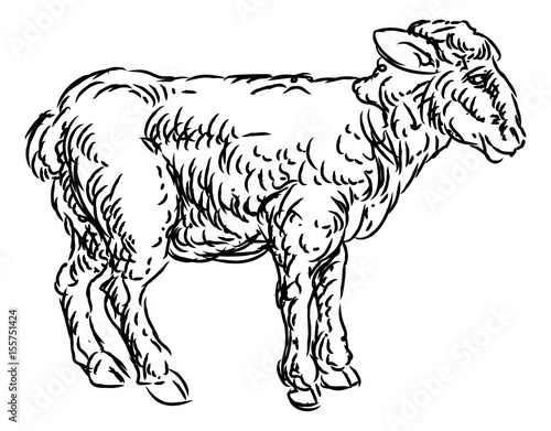 Lamb Sheep Food Grunge Style Hand Drawn Icon