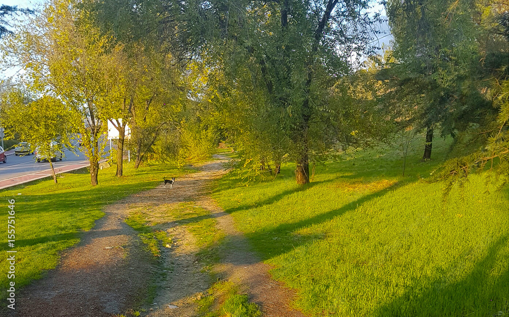 Footpath through a meadow of green grass and trees