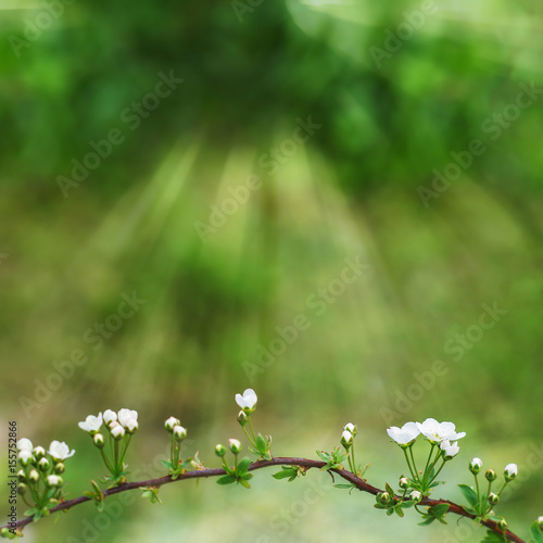 Branch White Spiraea Grefsheim Flowers (Meadowsweet). photo
