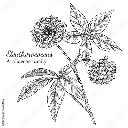 Ink eleutherococcus herbal illustration. Hand drawn botanical sketch style. Absolutely vector. Good for using in packaging - tea, condinent, oil etc - and other applications