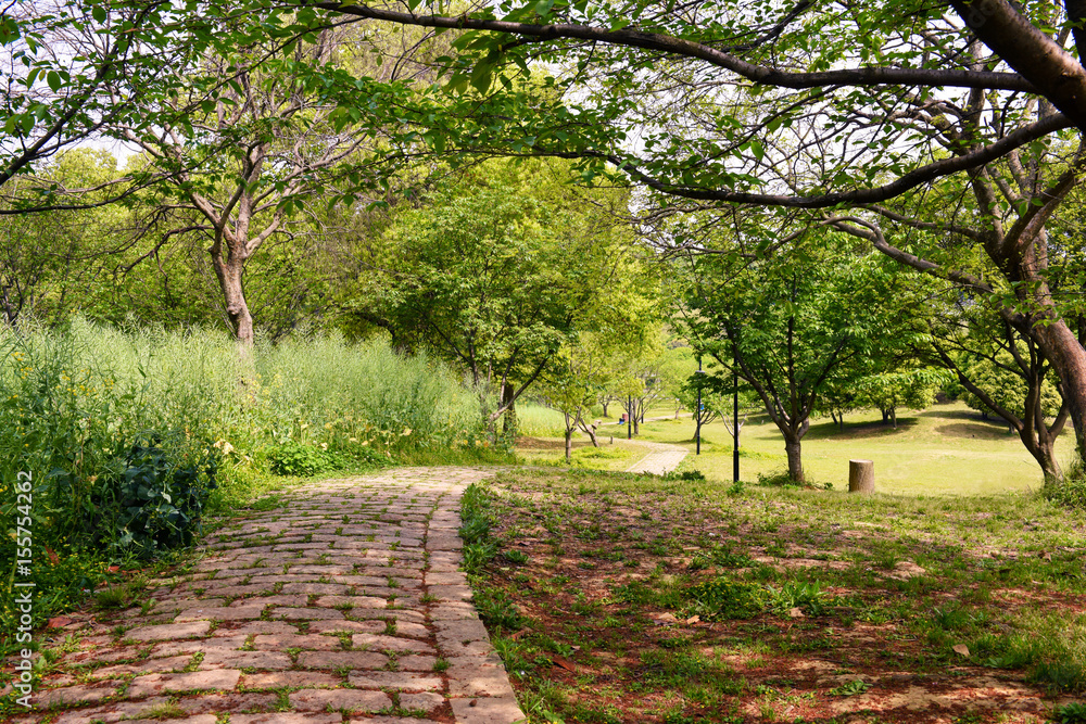 Trees and lawn on a bright summer day