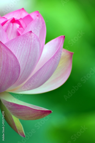 Blossom lotus flowers