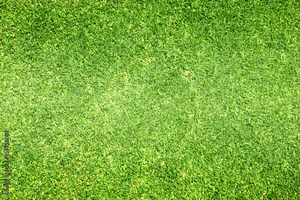 Obraz premium grass background Golf Courses green lawn