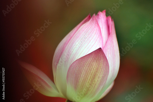 Blossom lotus flowers © yu