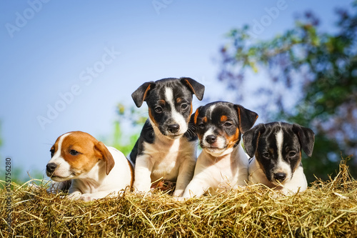 Vier niedliche Jack-Russel-Welpen auf Stroh