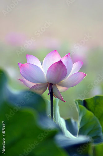 Blossom lotus flowers