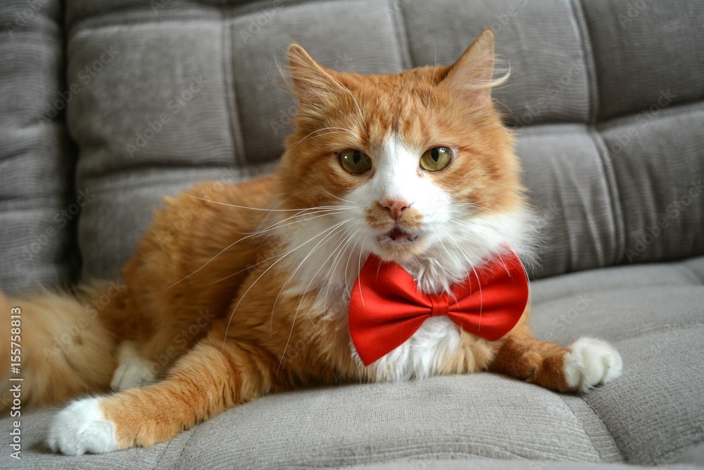 Рыжий кот в красном галстуке бабочки лежит на сером диване